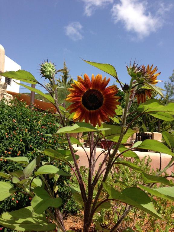 Agroturismo Xarc Santa Eularia des Riu Zewnętrze zdjęcie